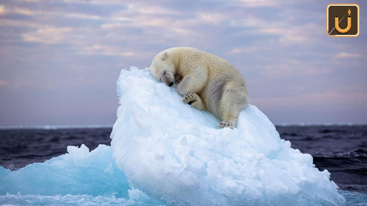 Usthadian Academy / Picture Of Polar Bear Falling Asleep On Iceberg Wins Top Photography Prize | 09 feb 2024 Usthadian Academy / Picture Of Polar Bear Falling Asleep On Iceberg Wins Top Photography Prize